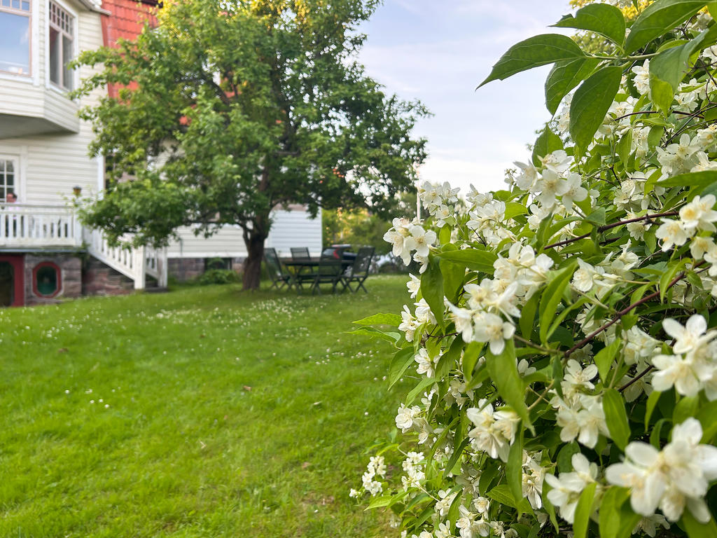 Säljarnas egna foton - exempel på trädgårdens blommor
