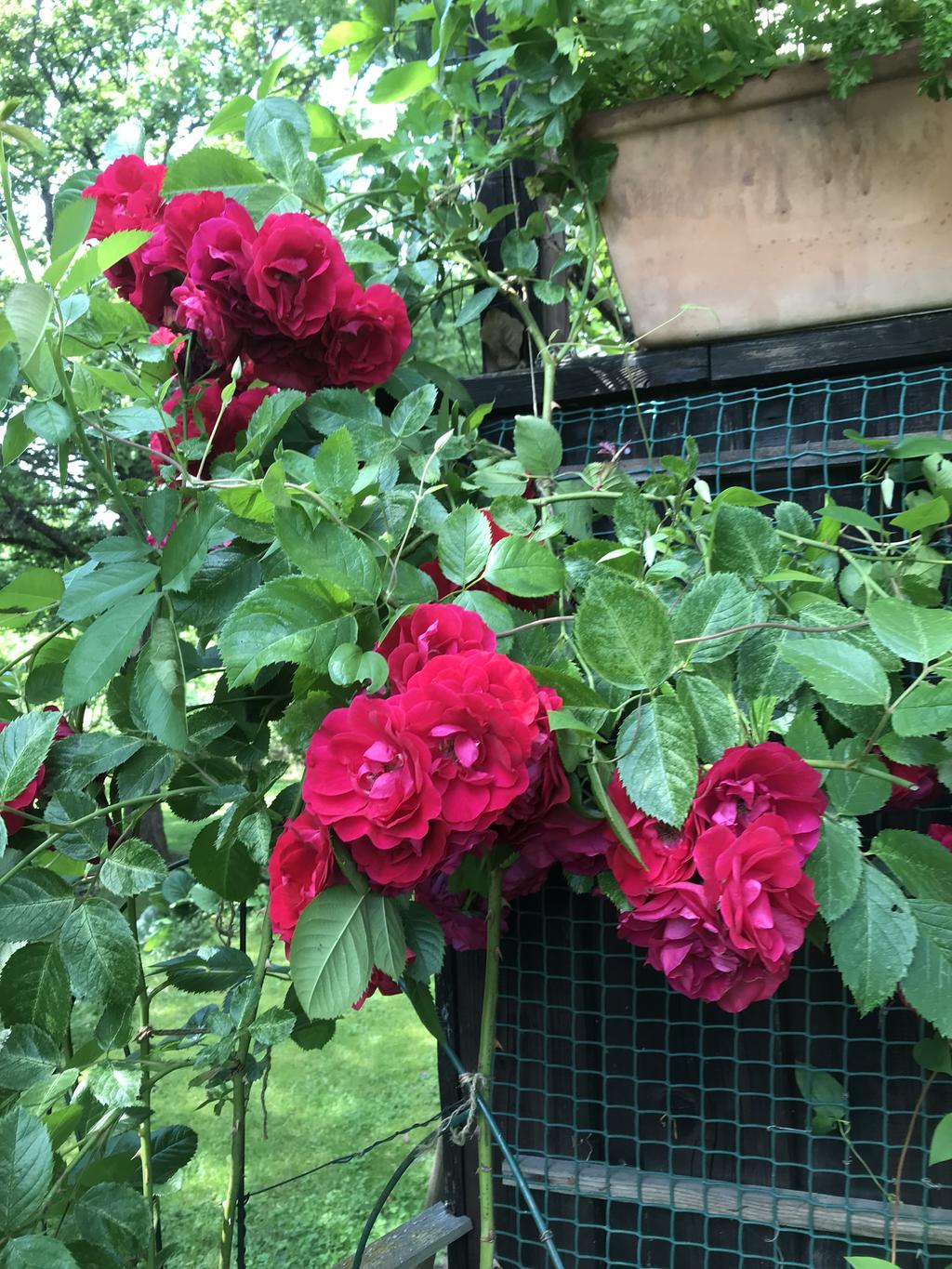 Säljarens egna bild.