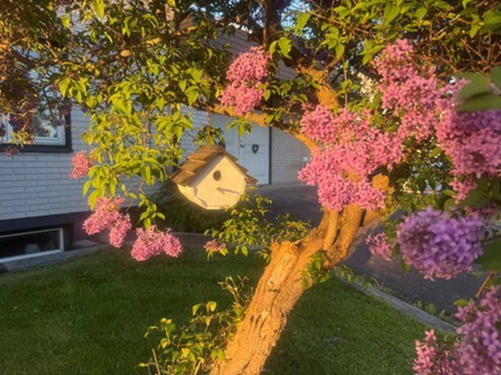 Säljarens egna bild