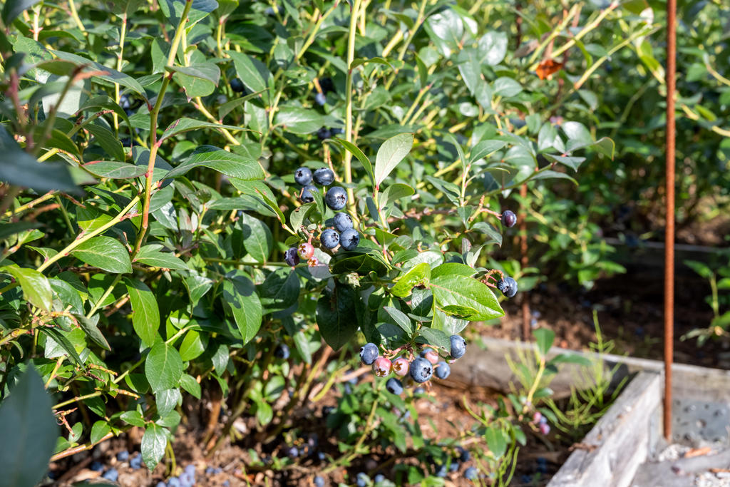 På fastigheten finns det flera blåbärsbuskar.
