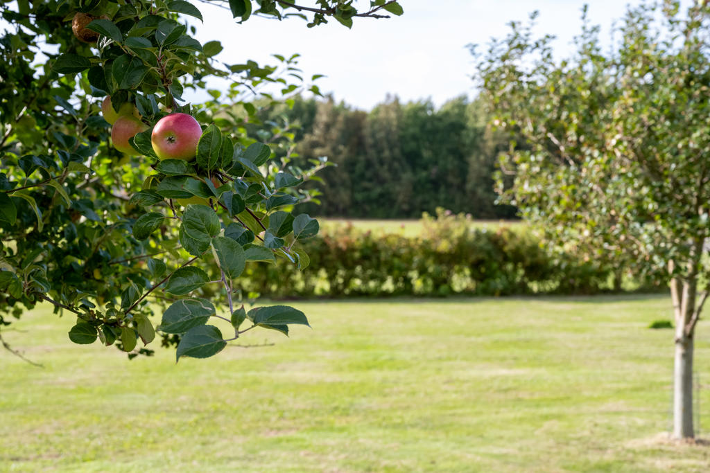 På fastigheten finns det även Äppelträd.