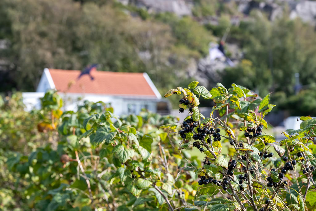 På fastigheten finns det mängder utav svarta vinbär!