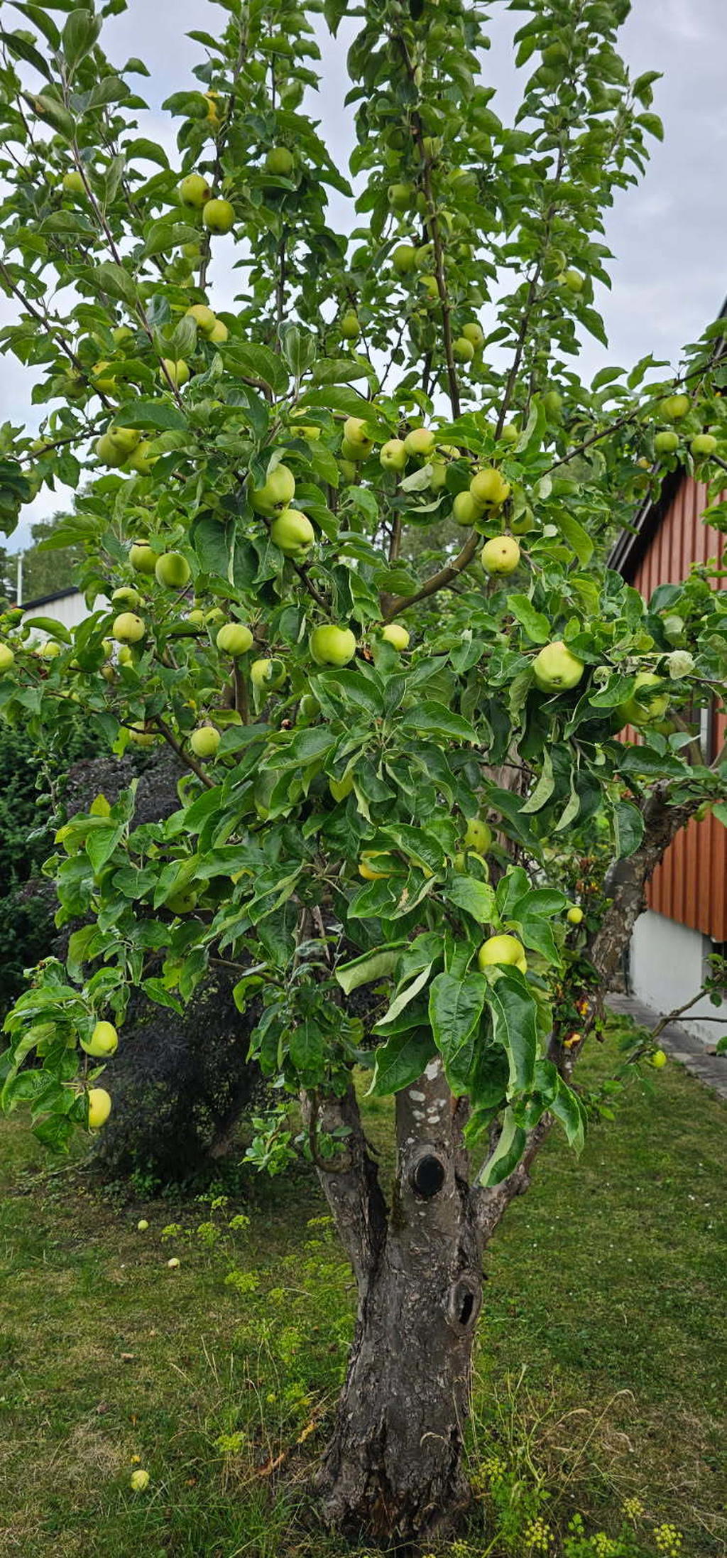 Säljarens egen bild