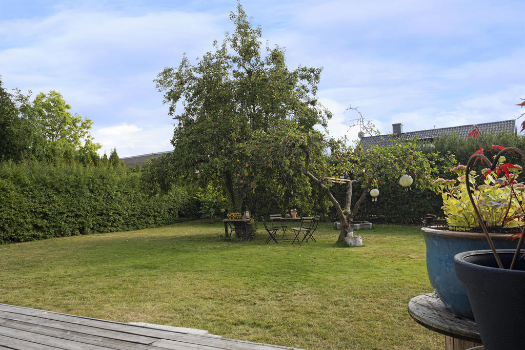 Trädgård med äppelträd