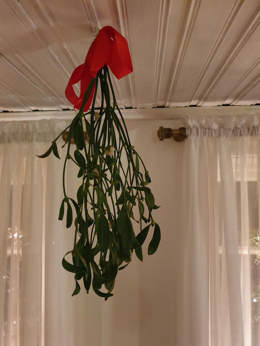 En gammal romantisk jultradition är att två personer som står under en mistel ska kyssa varandra. Förr i tiden trodde man att misteln bar på magiska egenskaper.