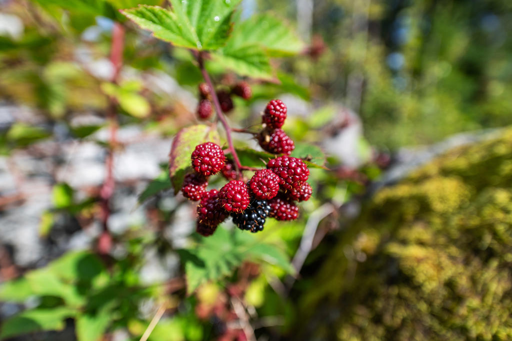 Trädgården är redan rik på frukt och bär