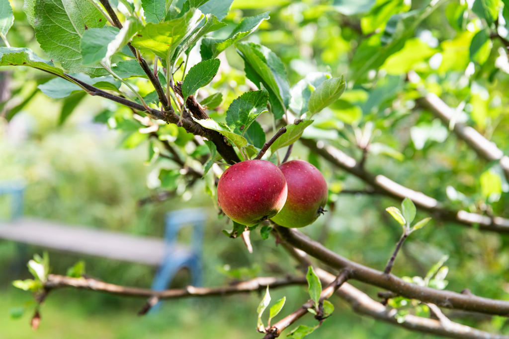 Trädgården är redan rik på frukt och bär