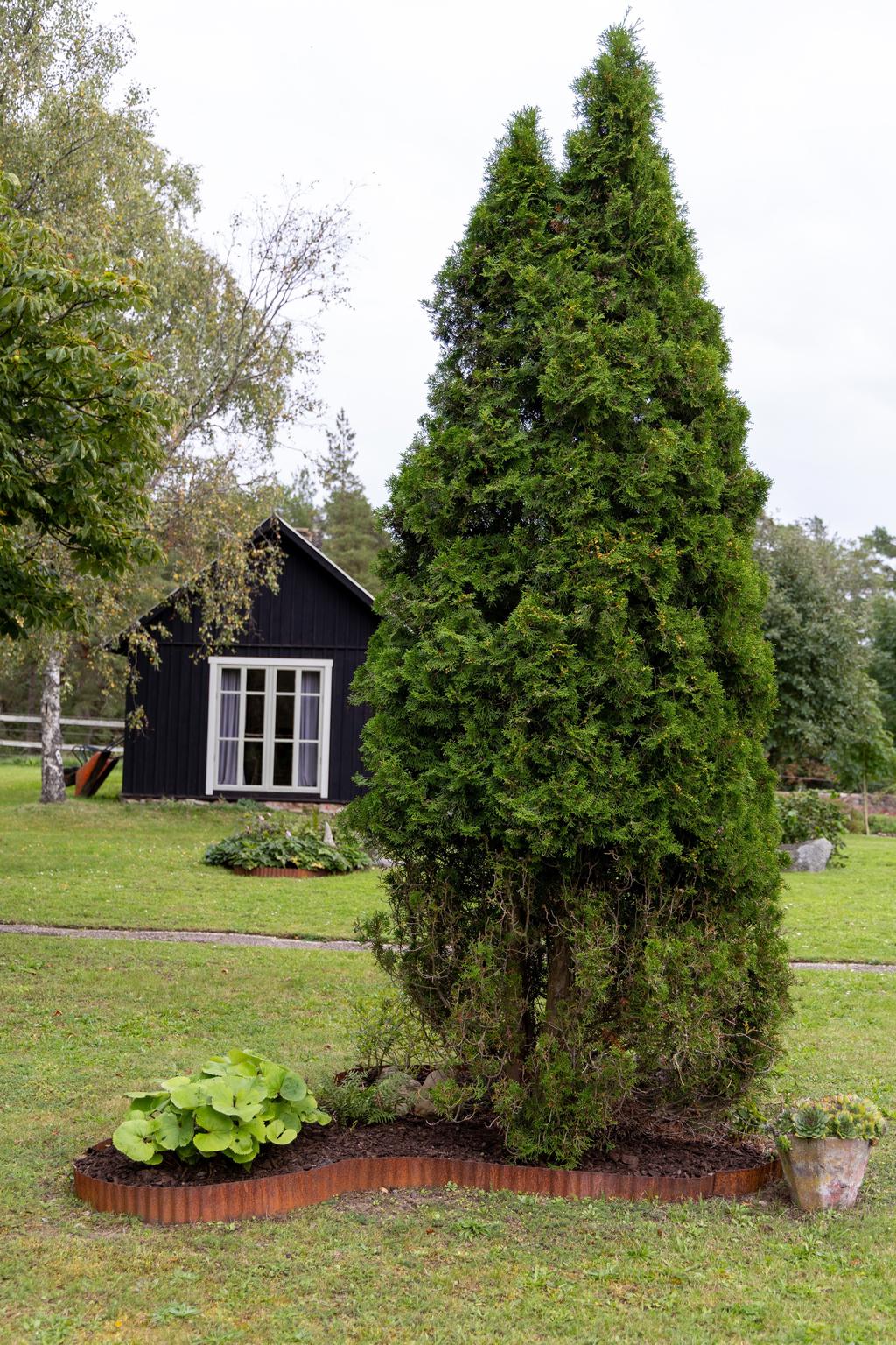 Trädgård mot gäststugan