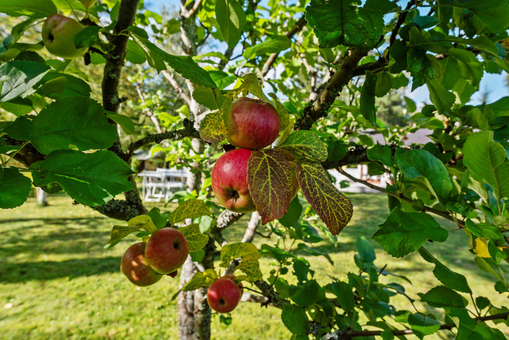 Litet äppelträd
