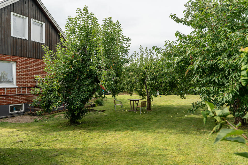 Trädgård