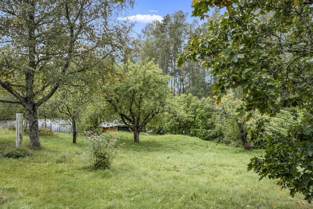 Trädgård