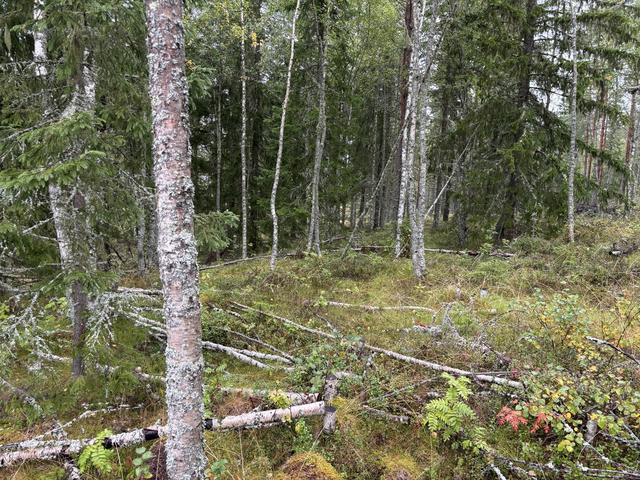 Skogsmark