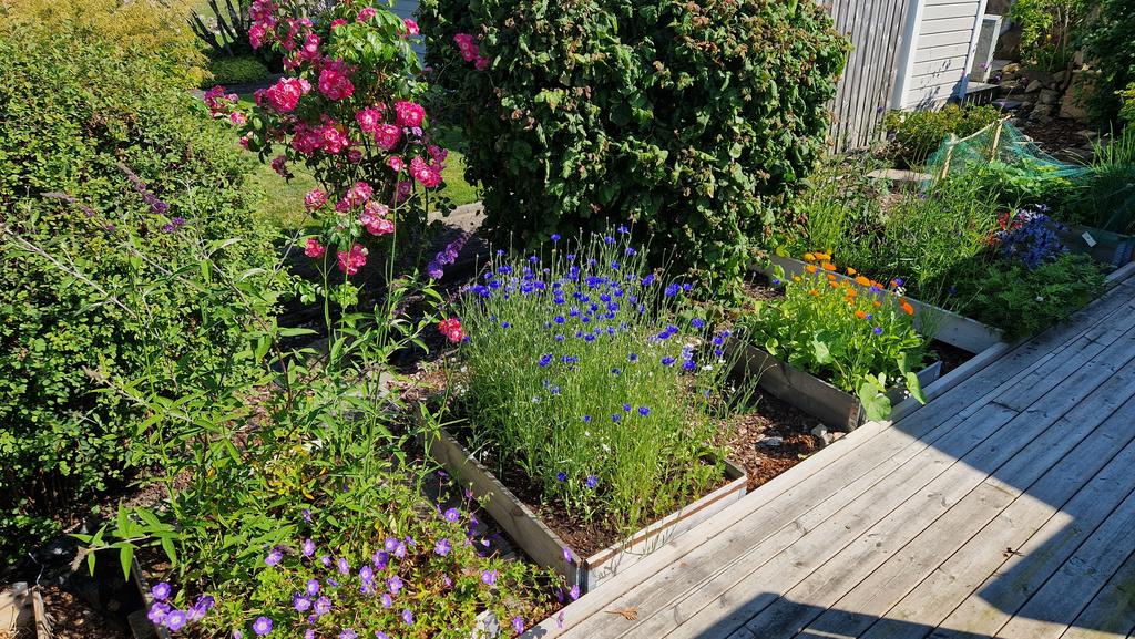 Fina odlingar. Säljarens sommarbild