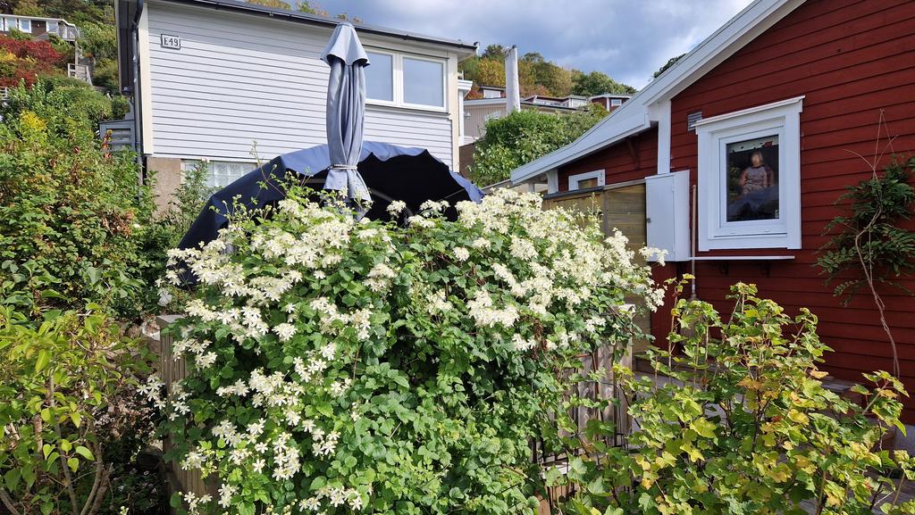 Blommande Klematis. Säljarens sommarbild