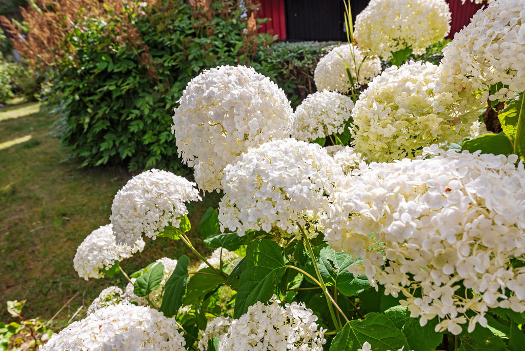 Mycket vackra blomster växer på tomten med blomning hela sommaren