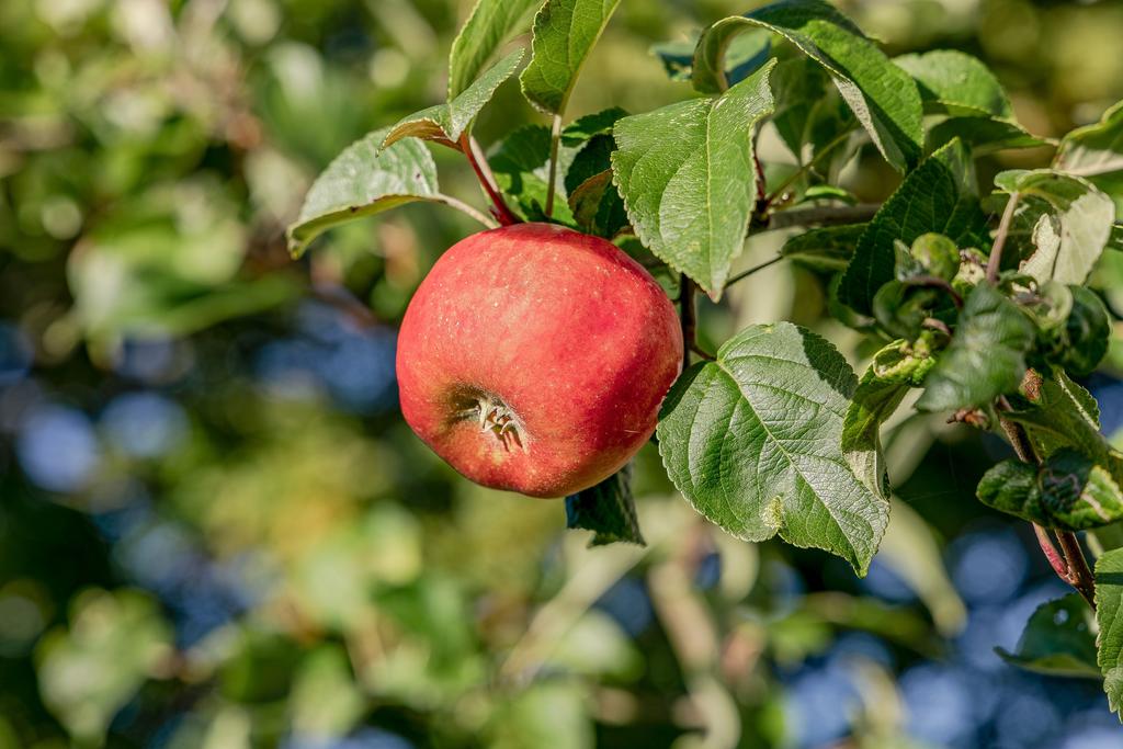 I trädgården finns det bland annat äppelträd