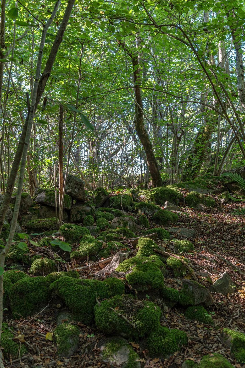 Natursköna Nävekärr