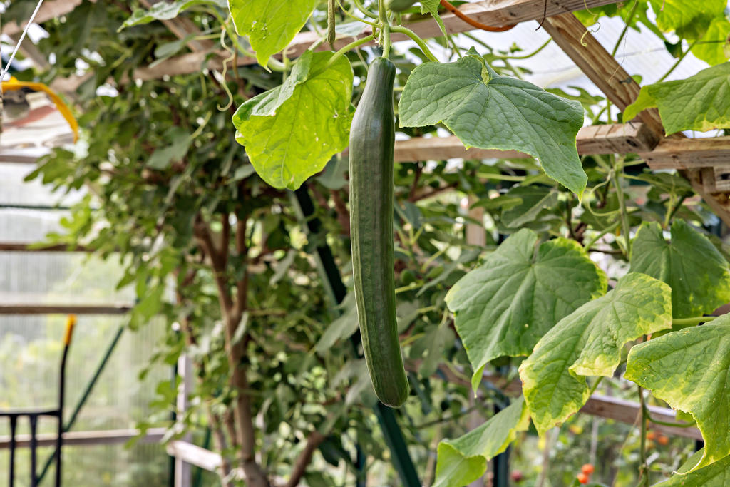 Härligt utbud av både grönsaker och...