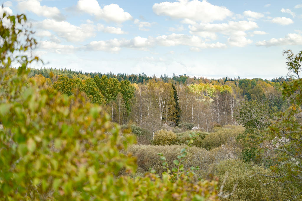 Skog och mark