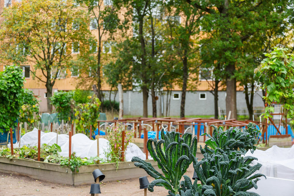 Föreningens odlingslotter har du precis utanför