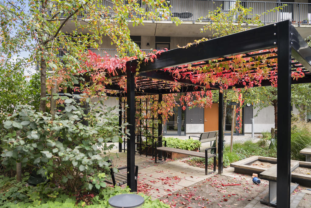 Pergola med klätterväxter i höstens fångande kulörer.