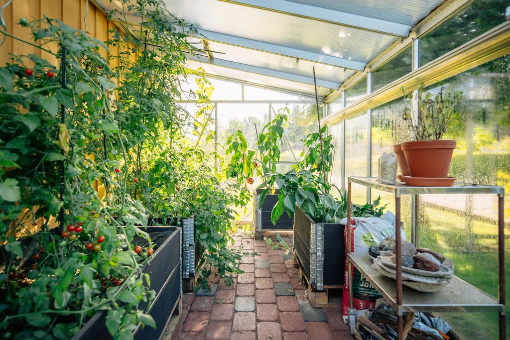 Lyxigt att kunna odla sina egna grönsaker!