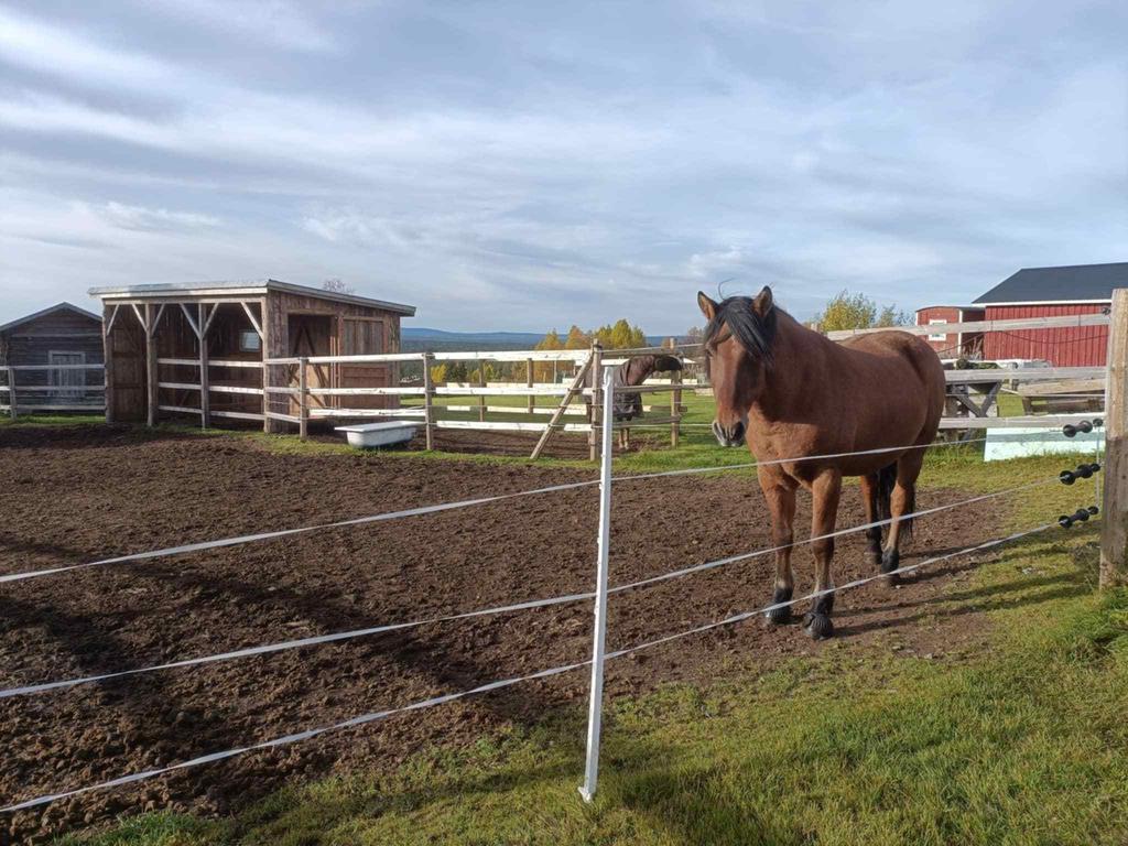 Säljarens egna bild