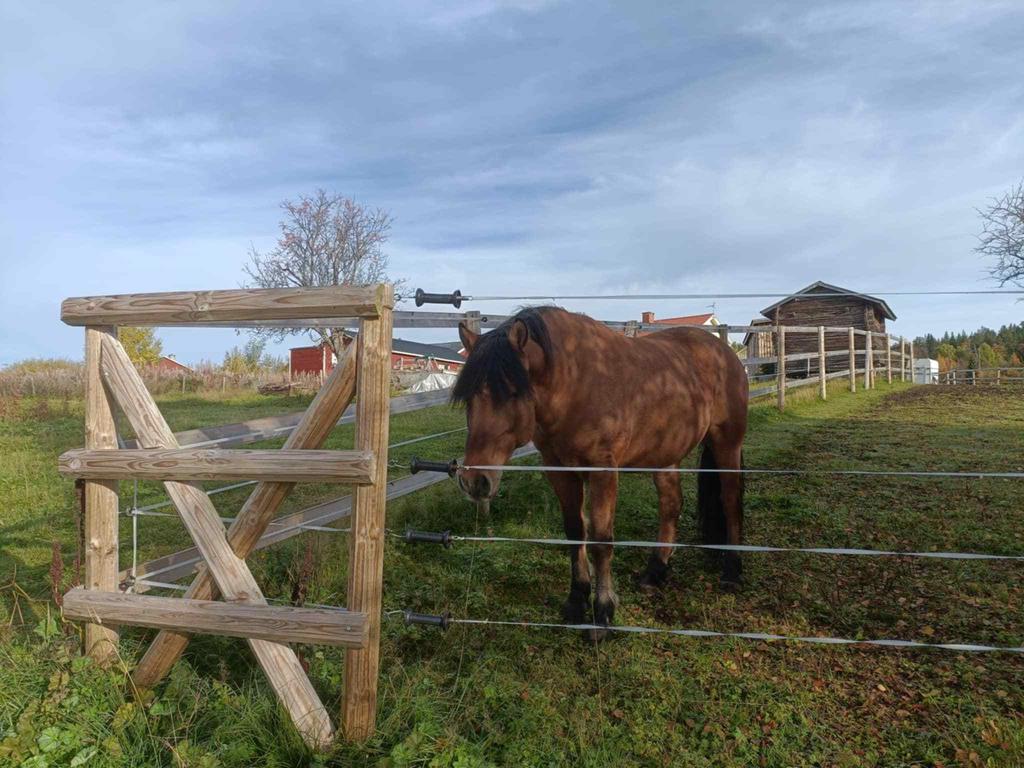 Säljarens egna bild