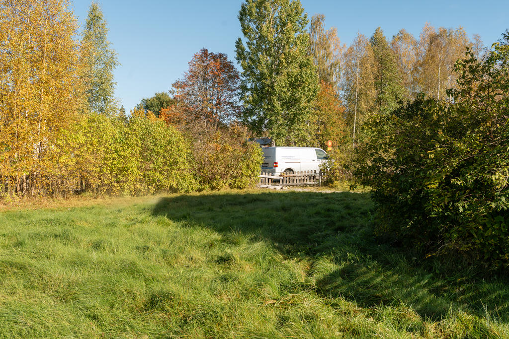 Trädgård