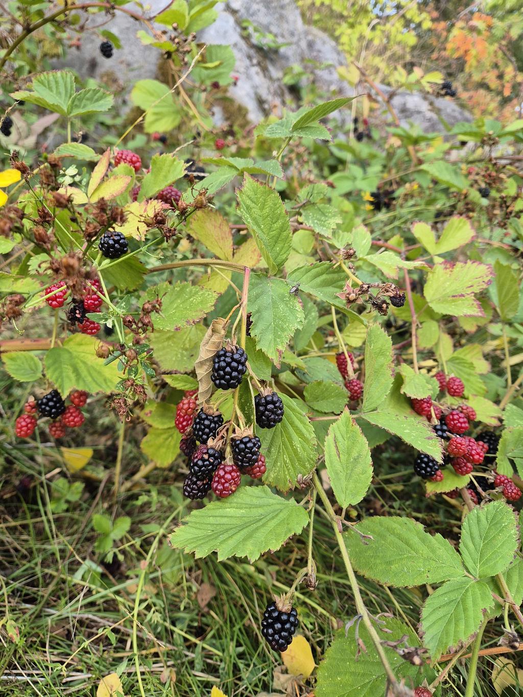 Säljarnas bild