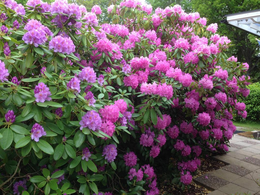 Säljarnas fina bilder