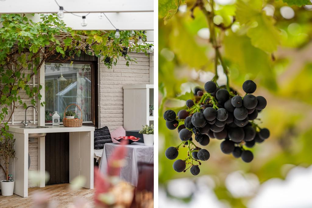 Vinrankor växer intill