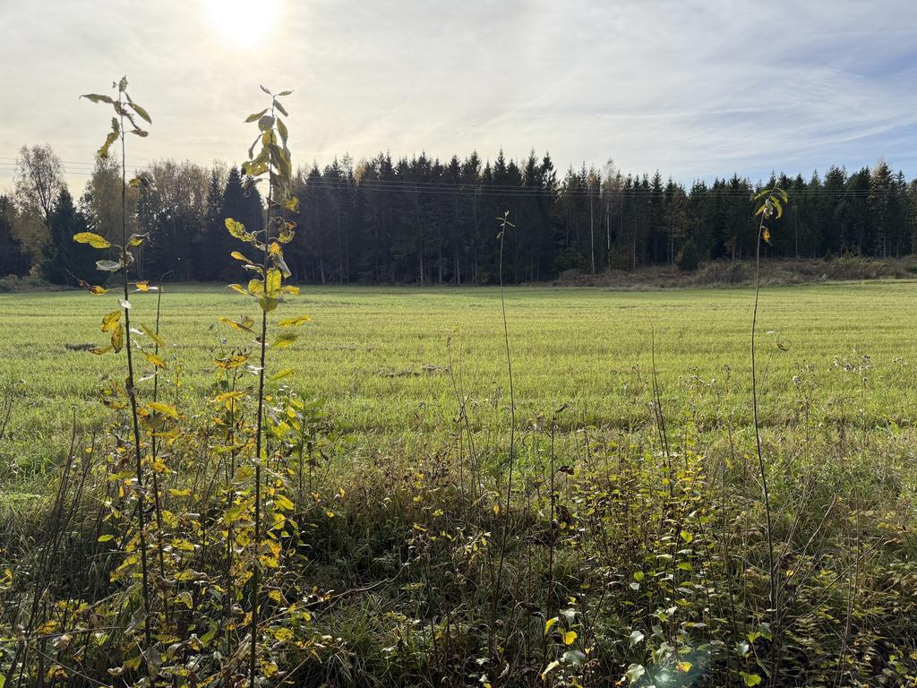 Utsikt över åker 