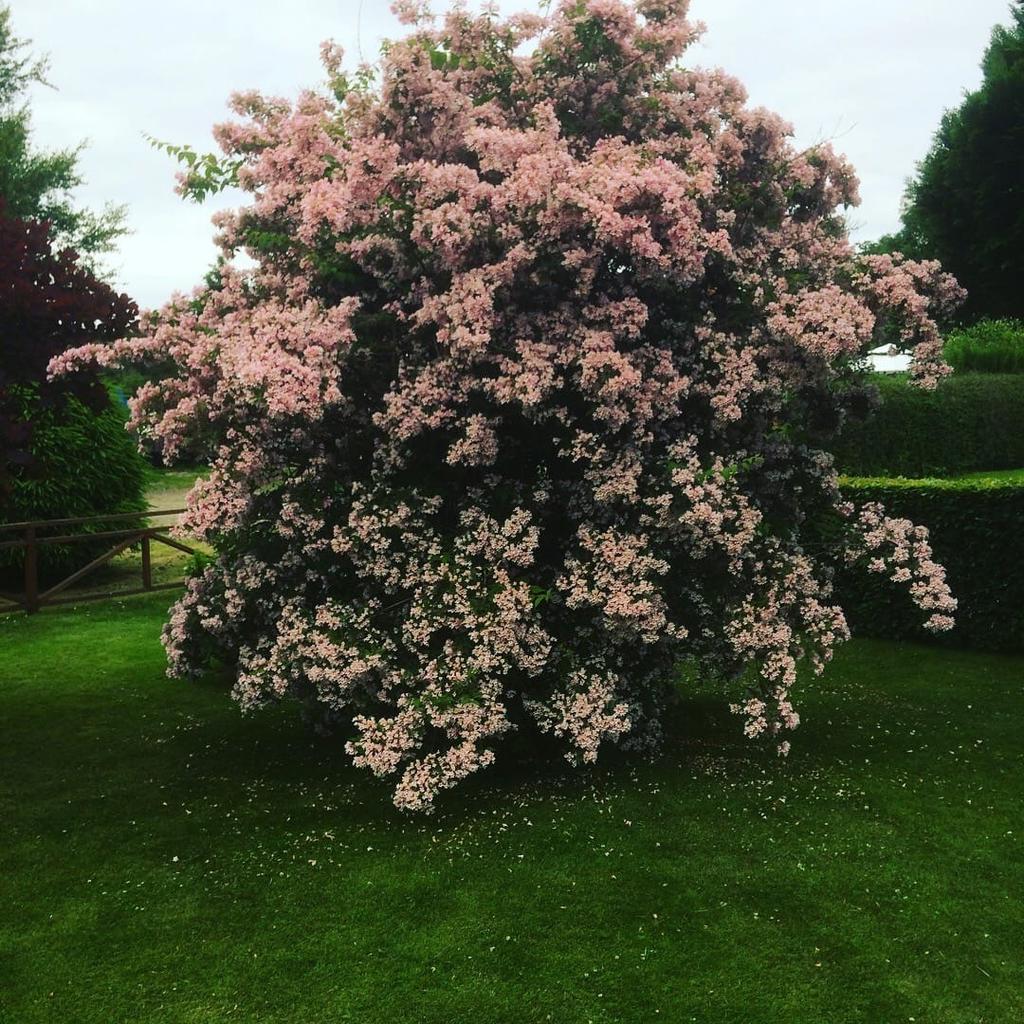 Säljarens sommarbild