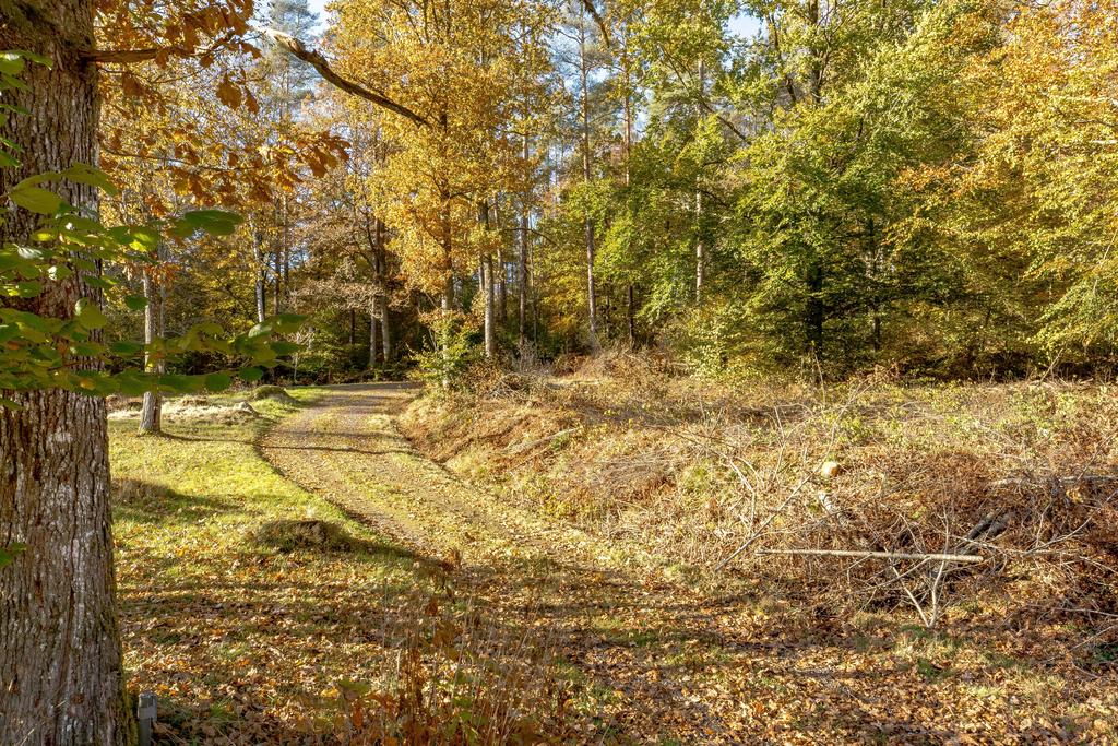 ;iten skogsväg som tar dig ut till skogen.