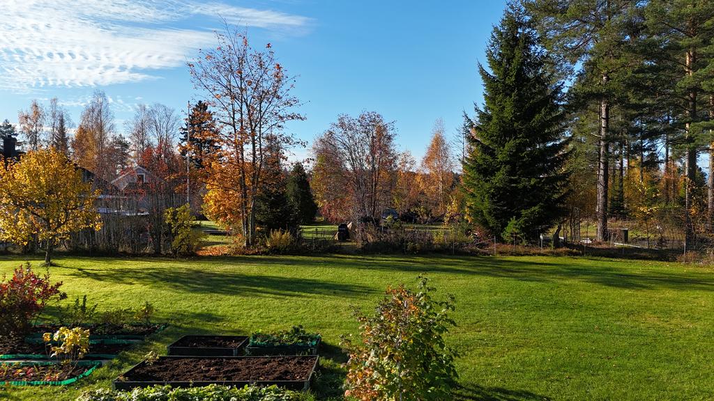 Trädgård
