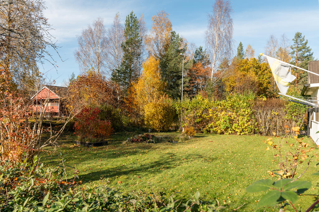 Trädgård