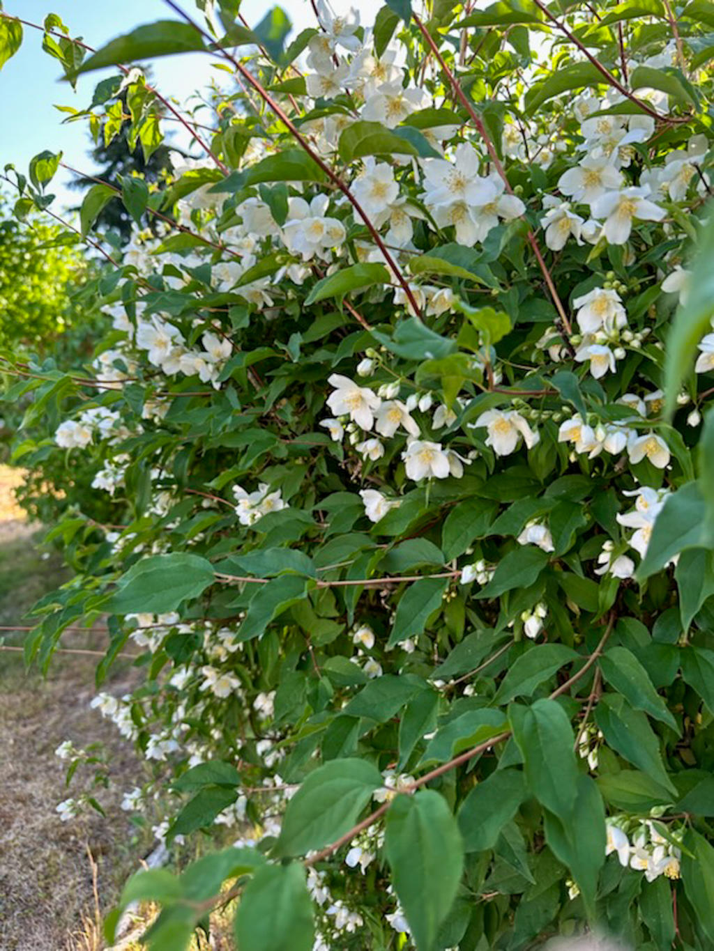 Buske i trädgården sommar