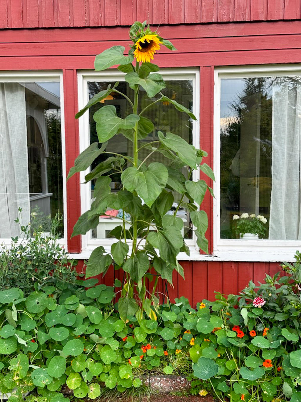 Solros på baksidan sommar