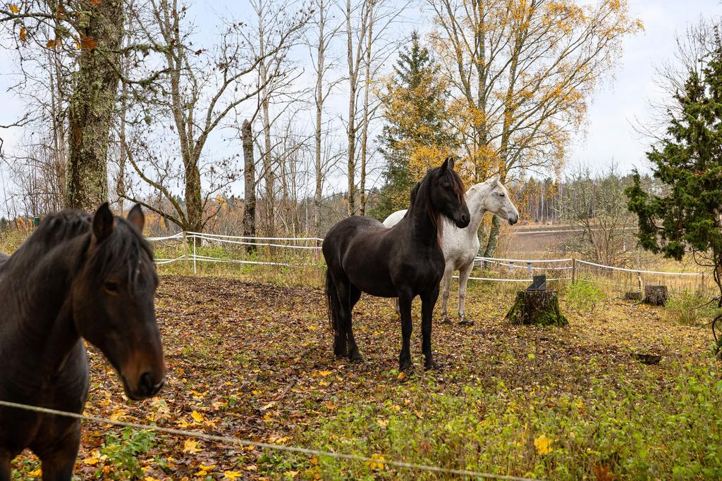 Hästgården Norrby 133