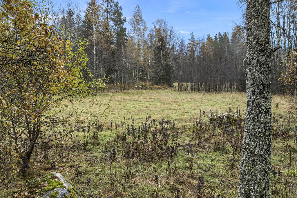 Naturen inpå knuten