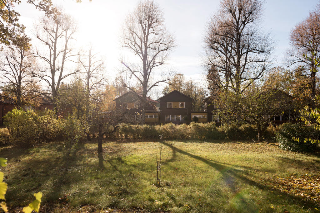 Trädgård.