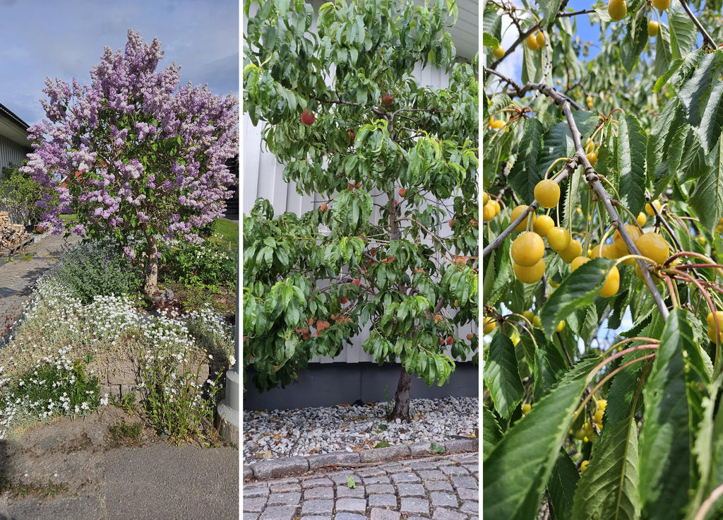 Säljarens sommarbild