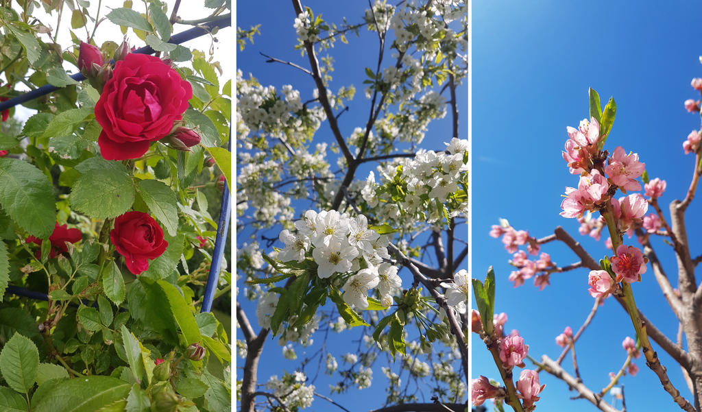 Säljarens sommarbild