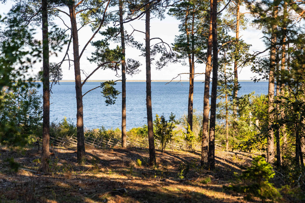 Utsikt från tomten
