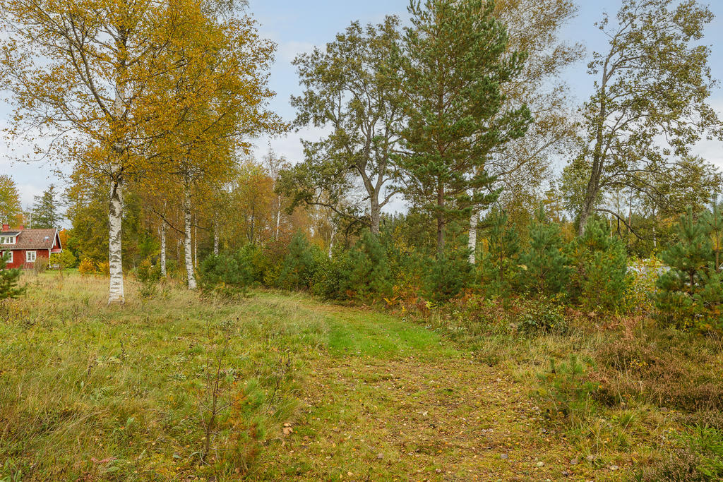 Beväxtningen längs strandlinjen brukar tas bort emellanåt för att behålla sjöutsikten