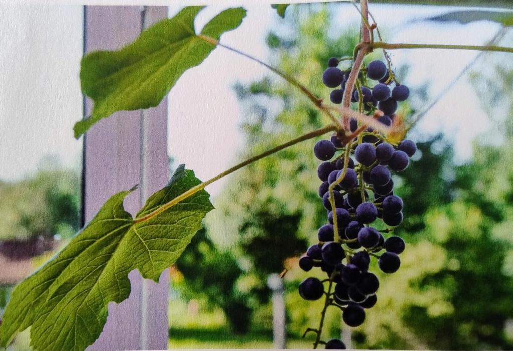 Säljarens egna sommarbild.