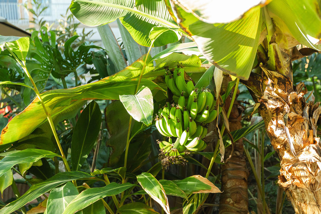 Bananer som växter i trädgården