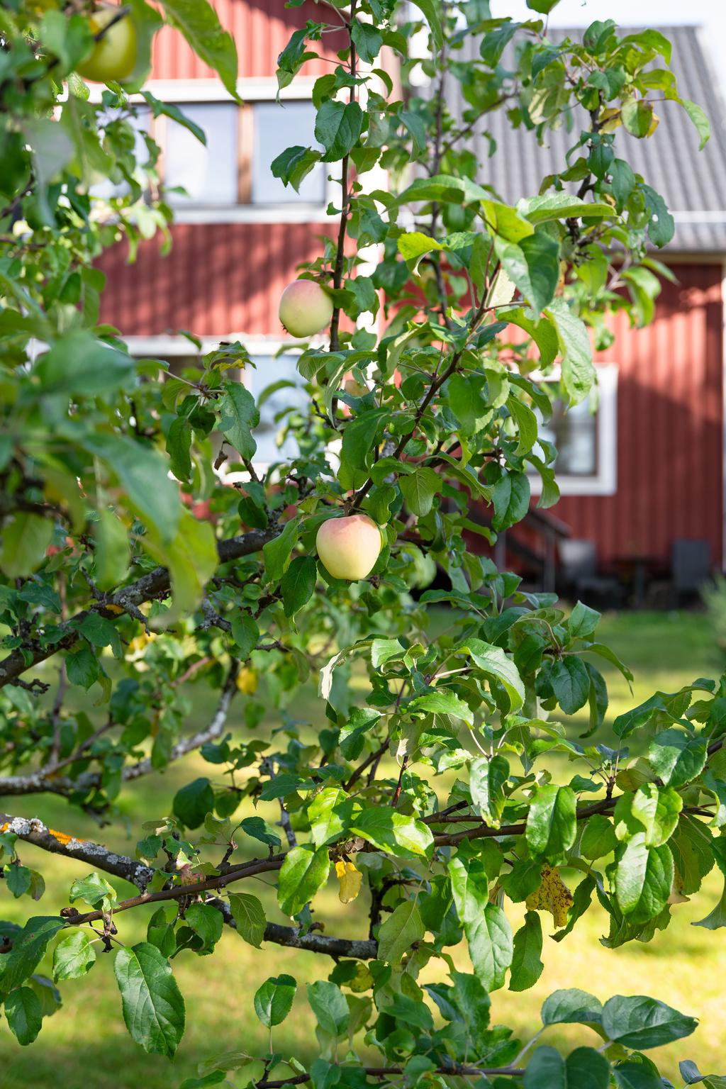 Vacker tomt med äppelträd