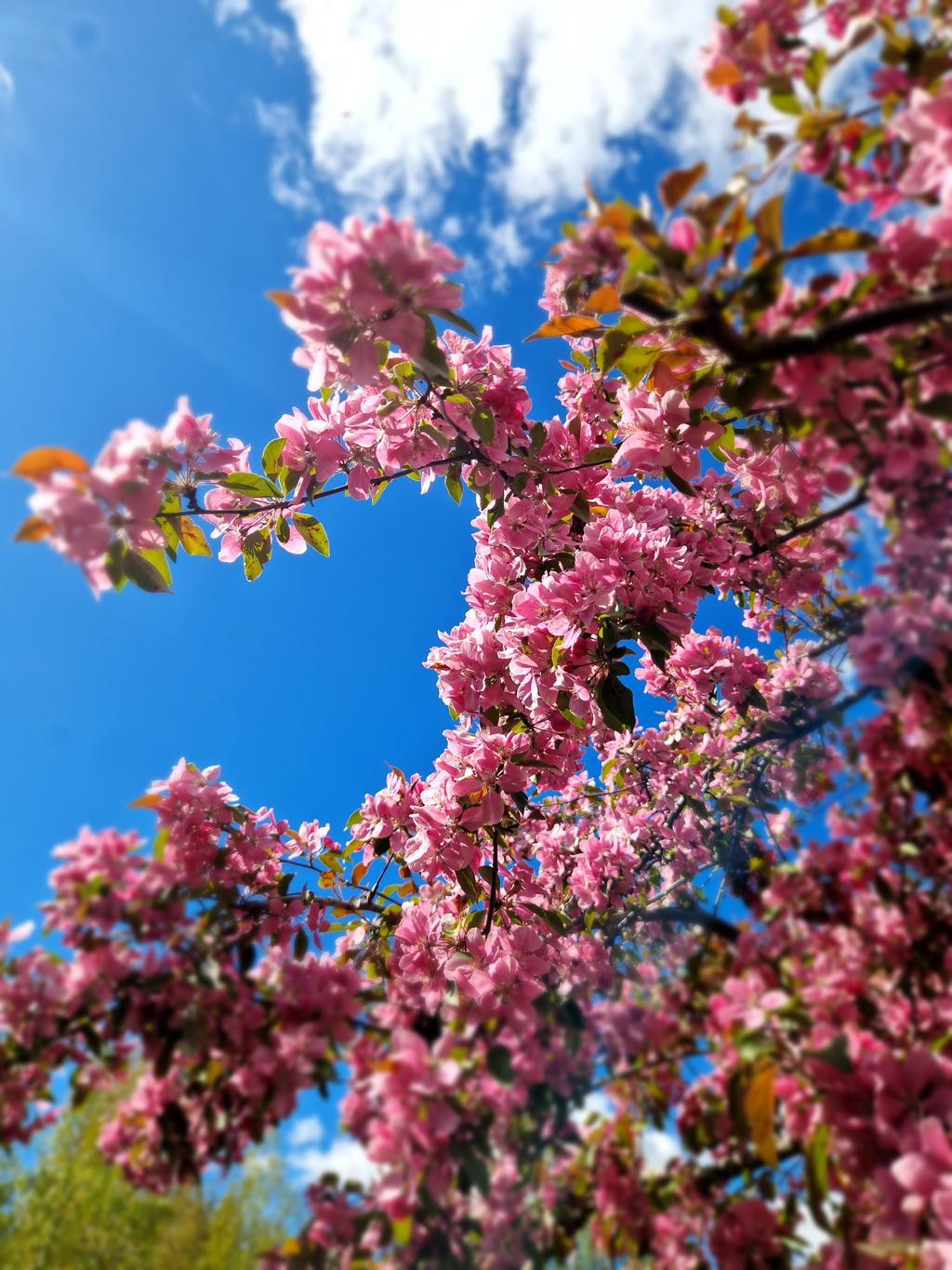 Säljarens egna sommarbild